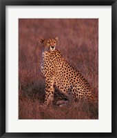 Framed Cheetah sitting, Masai Mara, Kenya