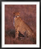 Framed Cheetah sitting, Masai Mara, Kenya