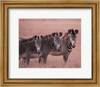 Framed Grevy's Zebra, Masai Mara, Kenya