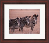 Framed Grevy's Zebra, Masai Mara, Kenya