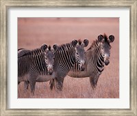 Framed Grevy's Zebra, Masai Mara, Kenya