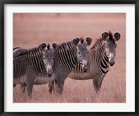 Framed Grevy's Zebra, Masai Mara, Kenya