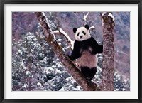 Framed Giant Panda Standing on Tree, Wolong, Sichuan, China