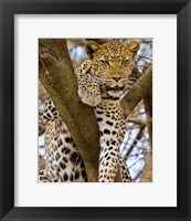 Framed Africa. Tanzania. Leopard in tree at Serengeti NP