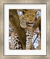 Framed Africa. Tanzania. Leopard in tree at Serengeti NP