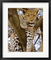 Framed Africa. Tanzania. Leopard in tree at Serengeti NP