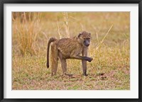 Framed Baboons near the bush in the Maasai Mara, Kenya