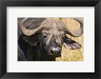 Framed Cape Buffalo with a Yellow-Billed Oxpecker, Kenya