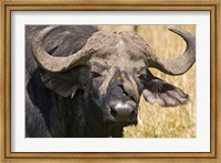 Framed Cape Buffalo with a Yellow-Billed Oxpecker, Kenya