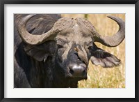 Framed Cape Buffalo with a Yellow-Billed Oxpecker, Kenya