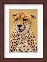 Framed Cheetah in the Brush, Maasai Mara, Kenya