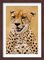 Framed Cheetah in the Brush, Maasai Mara, Kenya