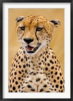 Framed Cheetah in the Brush, Maasai Mara, Kenya