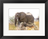 Framed African Elephant and Zebra at Namutoni Resort, Namibia