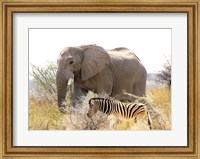 Framed African Elephant and Zebra at Namutoni Resort, Namibia