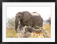 Framed African Elephant and Zebra at Namutoni Resort, Namibia