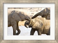Framed African Elephants at Halali Resort, Namibia