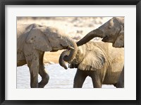 Framed African Elephants at Halali Resort, Namibia