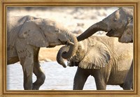 Framed African Elephants at Halali Resort, Namibia