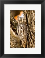 Framed African Scops Owl in Tree, Namibia