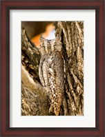 Framed African Scops Owl in Tree, Namibia