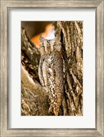 Framed African Scops Owl in Tree, Namibia