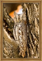 Framed African Scops Owl in Tree, Namibia