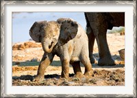 Framed Baby African Elephant in Mud, Namibia