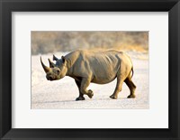 Framed Black Rhinoceros, Namibia