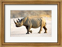 Framed Black Rhinoceros, Namibia