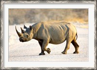 Framed Black Rhinoceros, Namibia