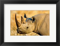 Framed Black Rhinoceros at Halali Resort, Namibia