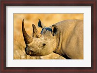 Framed Black Rhinoceros at Halali Resort, Namibia