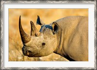 Framed Black Rhinoceros at Halali Resort, Namibia