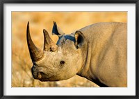 Framed Black Rhinoceros at Halali Resort, Namibia