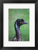 Framed Emu Portrait, Australia