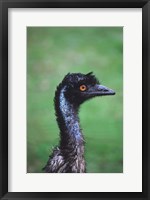 Framed Emu Portrait, Australia