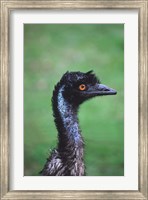 Framed Emu Portrait, Australia