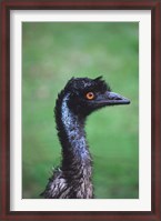 Framed Emu Portrait, Australia