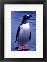 Framed Gentoo Penguin, Antarctica