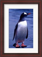 Framed Gentoo Penguin, Antarctica