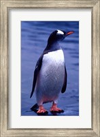 Framed Gentoo Penguin, Antarctica