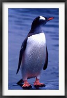 Framed Gentoo Penguin, Antarctica