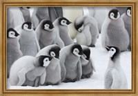 Framed Emperor Penguins on ice, Snow Hill Island, Antarctica