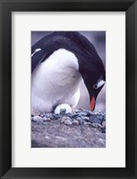 Framed Gentoo Penguin on Nest, Antarctica