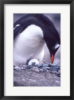 Framed Gentoo Penguin on Nest, Antarctica