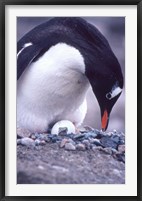 Framed Gentoo Penguin on Nest, Antarctica
