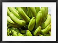 Framed Africa, Cameroon, Tiko. Bunches of bananas at banana plantation.