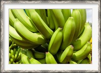 Framed Africa, Cameroon, Tiko. Bunches of bananas at banana plantation.