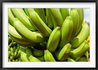 Framed Africa, Cameroon, Tiko. Bunches of bananas at banana plantation.